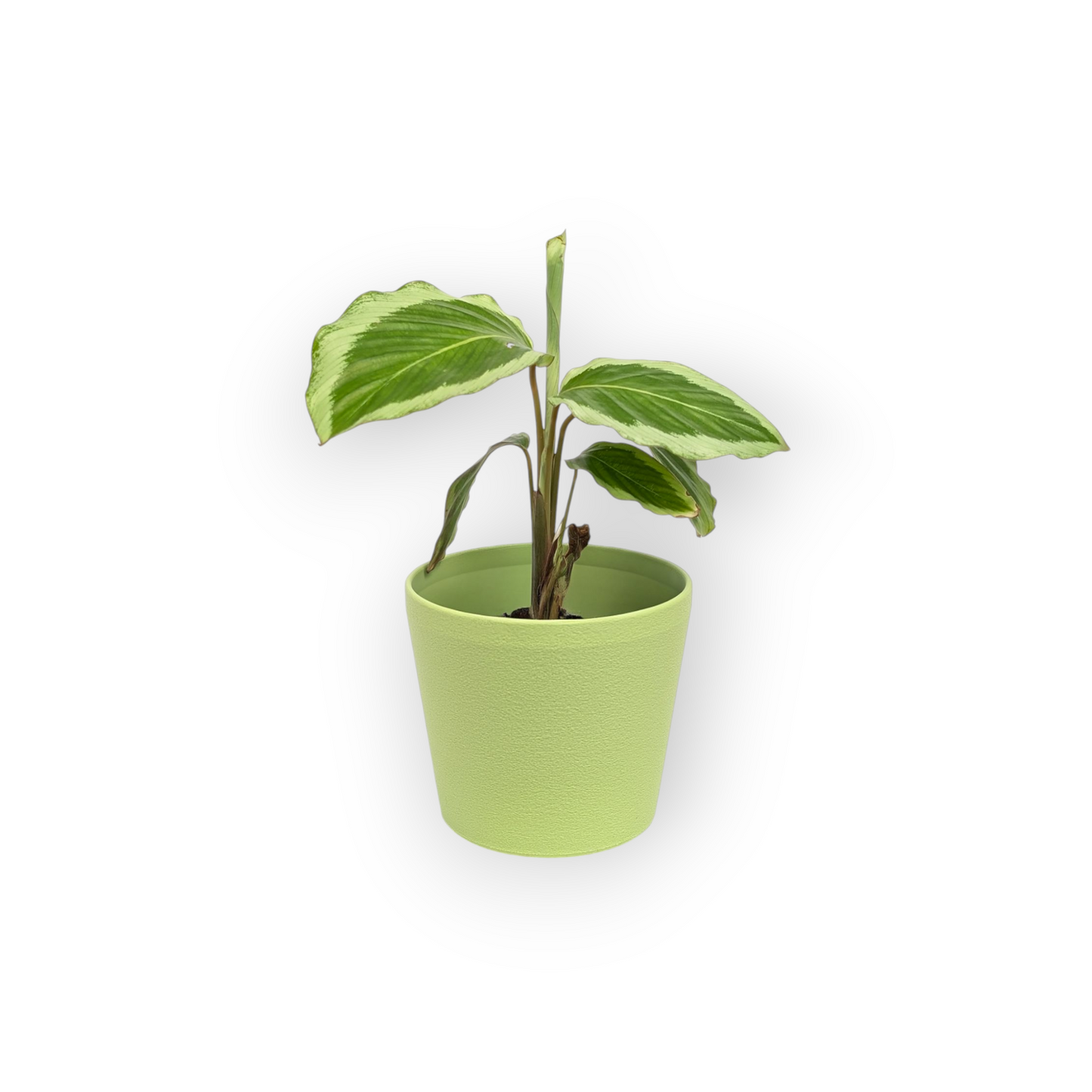Noa Planter