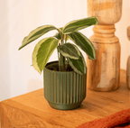 Astra Planter - Vessela