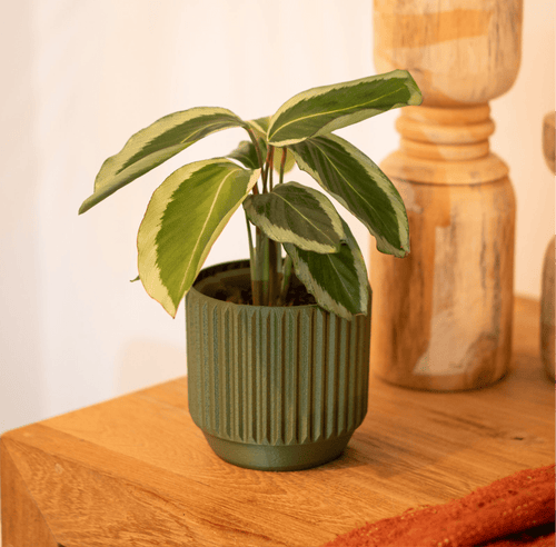 Astra Planter - Vessela