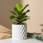 Hive planter, a cylindrical 3D printed pot with a repeating honeycomb texture, made in Australia