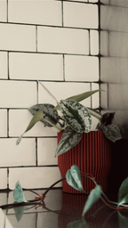 Niza Planter - Vessela