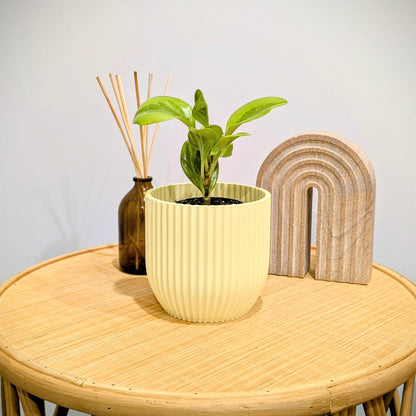 Rilla Planter