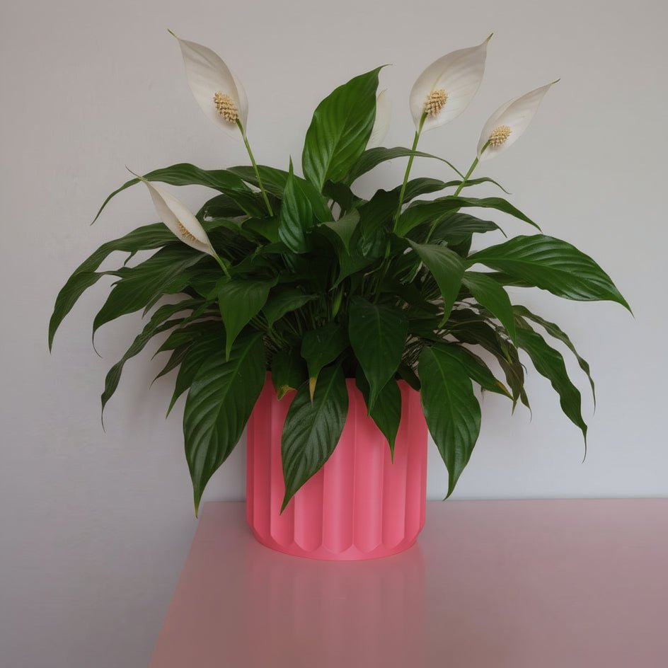 Cressa Planter - Vessela