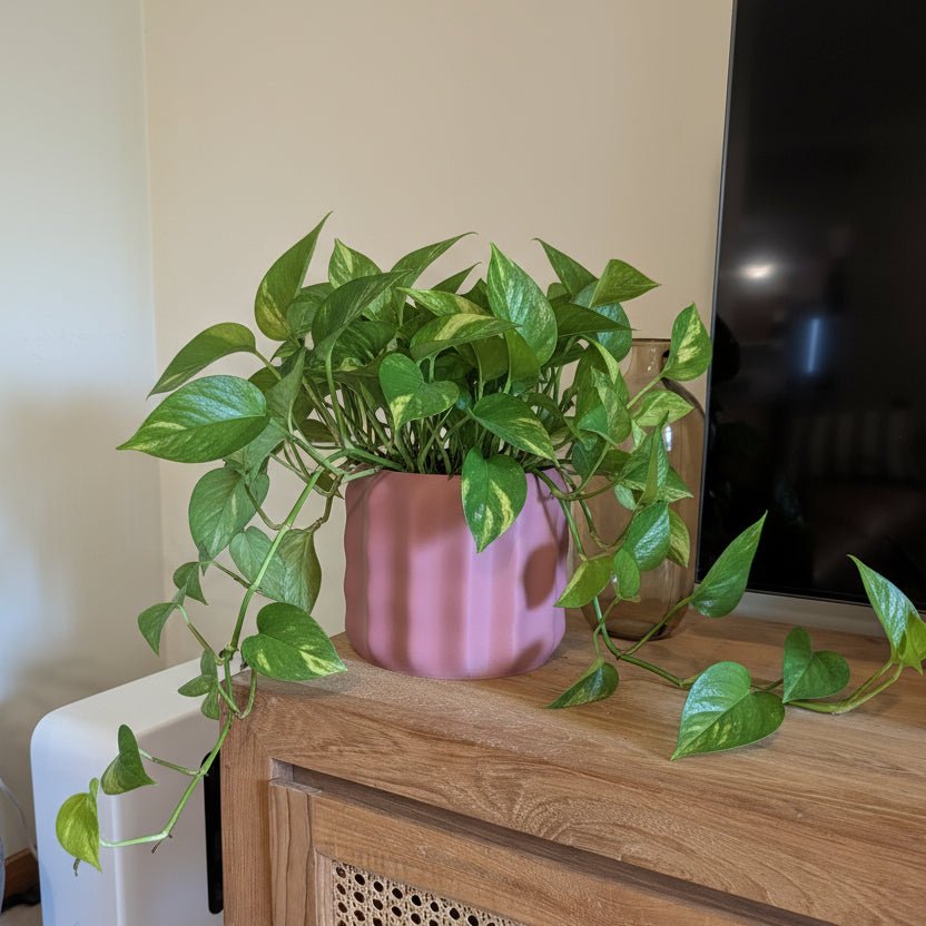 Luma Planter - Vessela