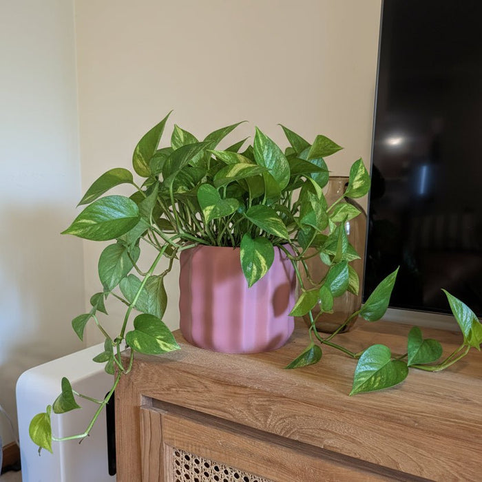 Luma Planter