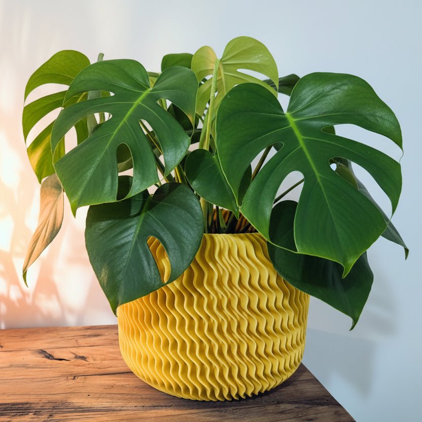 Malibu Planter - Vessela