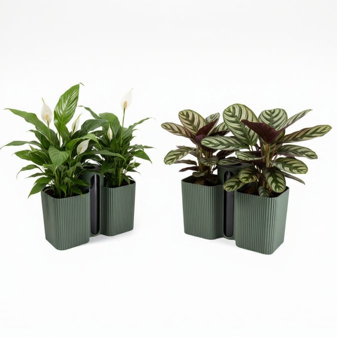 Grow Together Self Watering Pot - Vessela