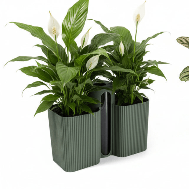 Grow Together Self Watering Pot - Vessela