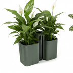 Grow Together Self Watering Pot - Vessela