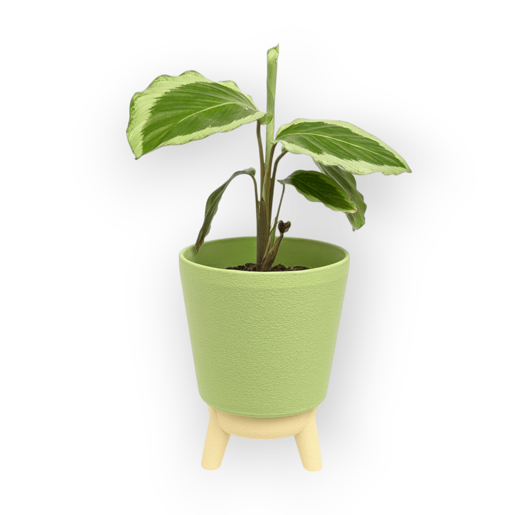 Noa Planter - Vessela