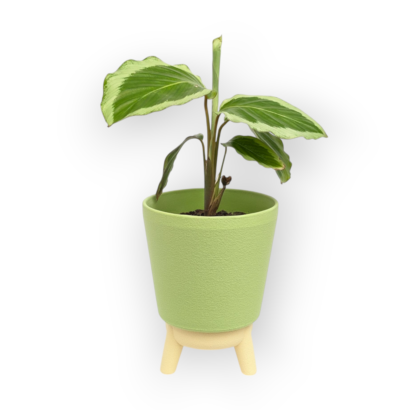 Noa Planter