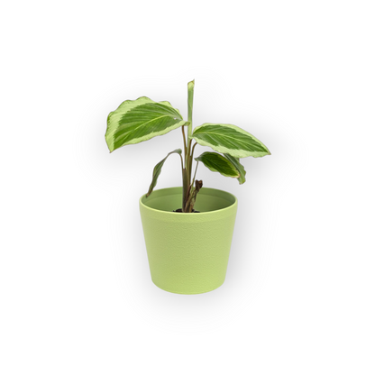 Noa Planter