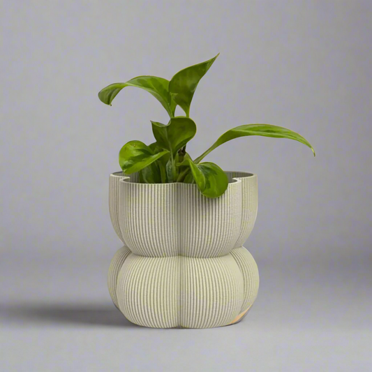 Caribe  N°2 Planter