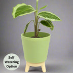 Noa Planter - Vessela