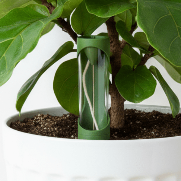 Self Watering Spike - Effortless Deep - Root Hydration - Vessela