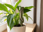 Self Watering Spike - Effortless Deep Root Hydration - Vessela