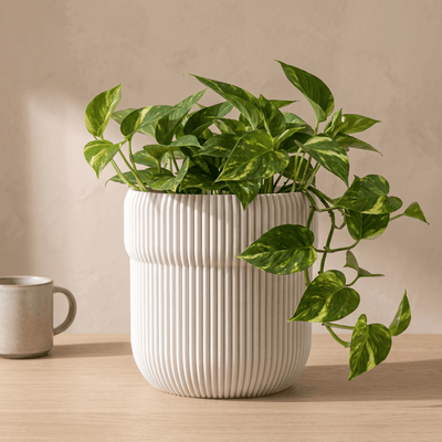 Truco Planter