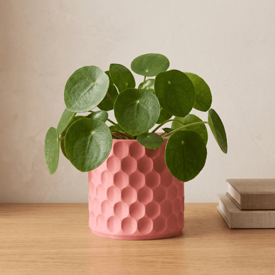 Hive Planter