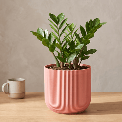 Forma Planter