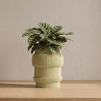 Capri Plant Pot - Vessela