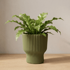 Elora Planter - Vessela