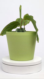 Noa Planter