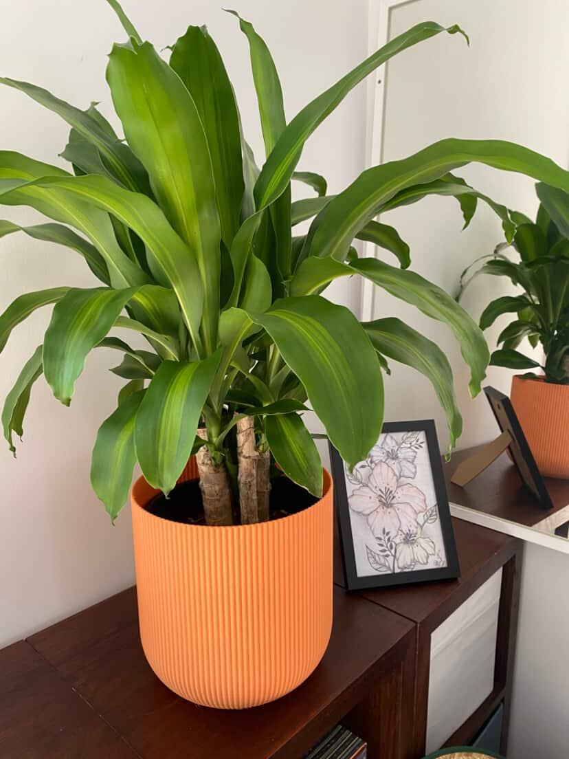 Forma Planter - Vessela