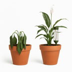 Self Watering Spike - Vessela