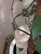 Self Watering Spike - Vessela